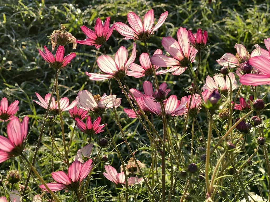 Backlit pink cosmos flowers with dew on the petals