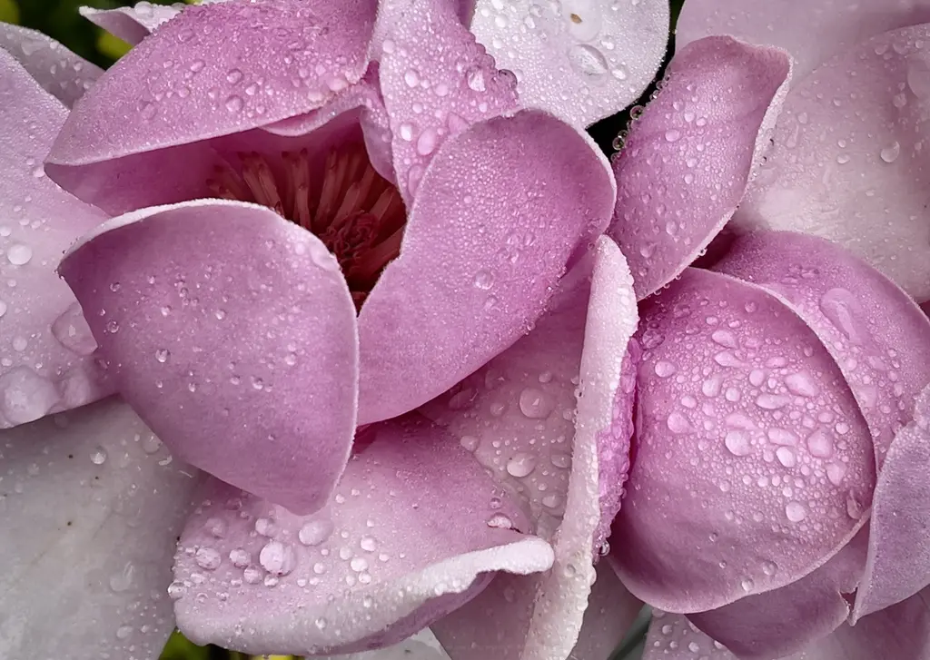 A pale-pink magnolia bloom in close-up, covered in dewdrops