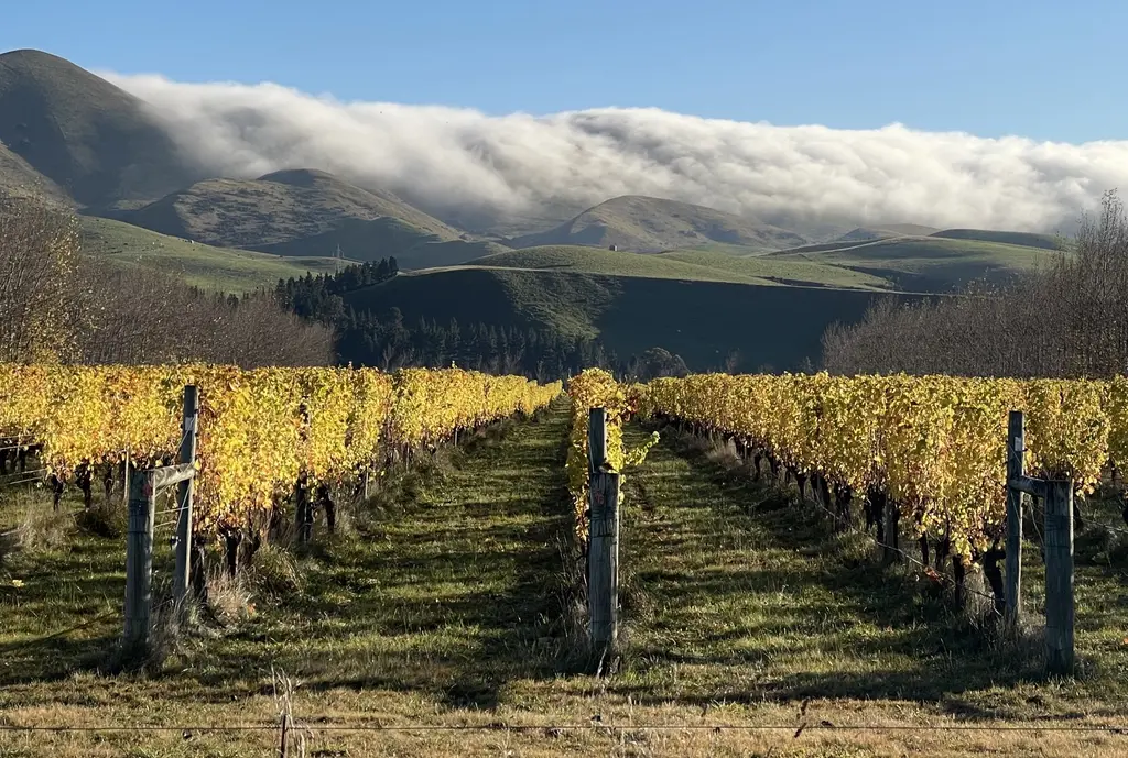 Rows of golden autumn vines below cloud-draped high-country hills