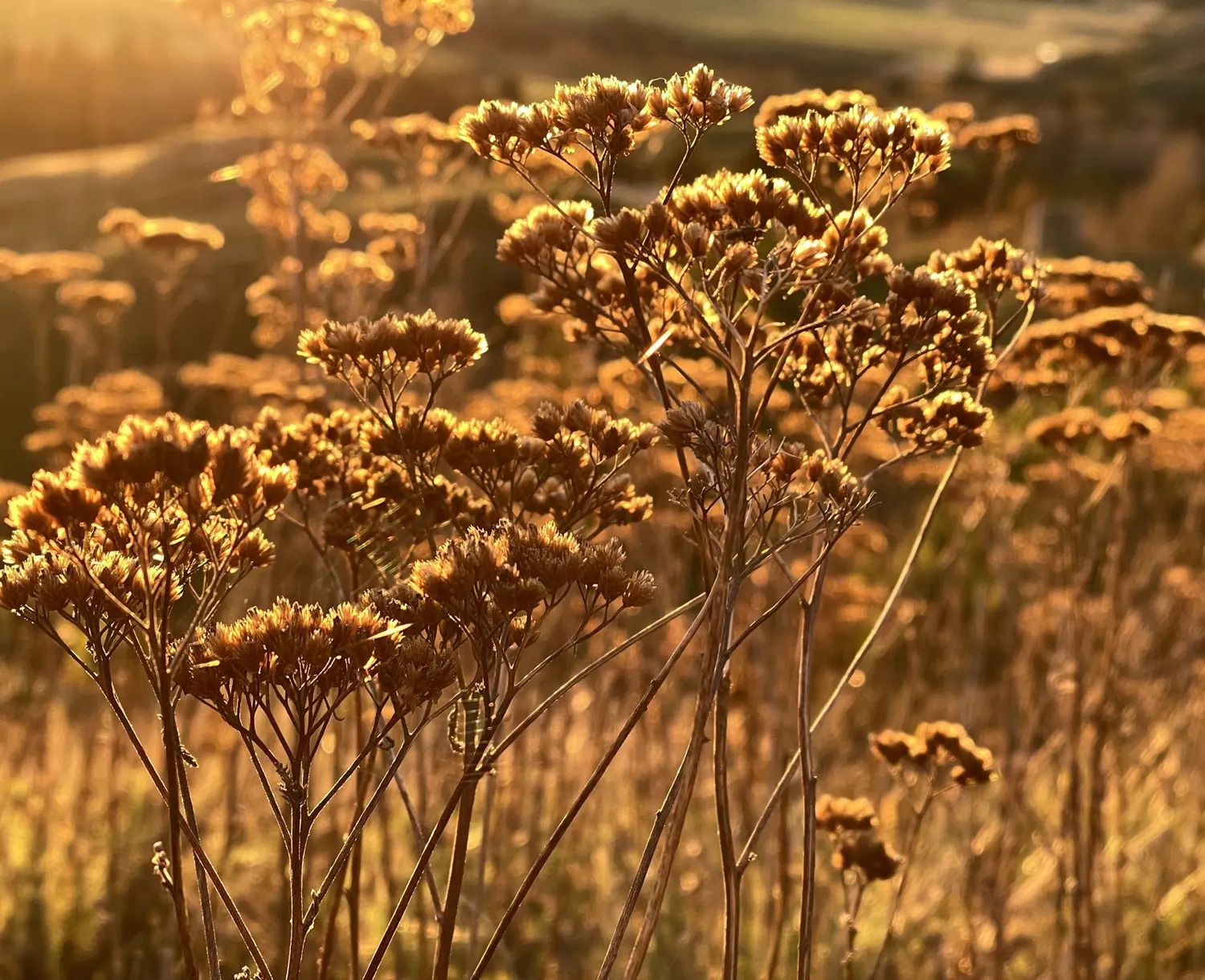 A golden field of ripe grass