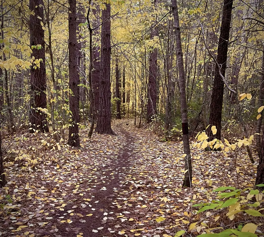 A walking path curving into the distance