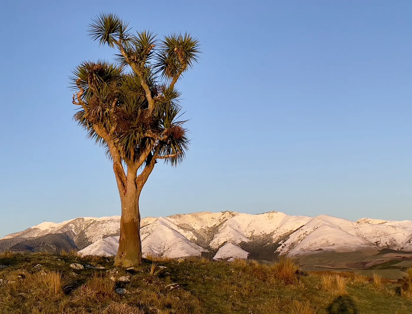 A lone tree standing in open country
